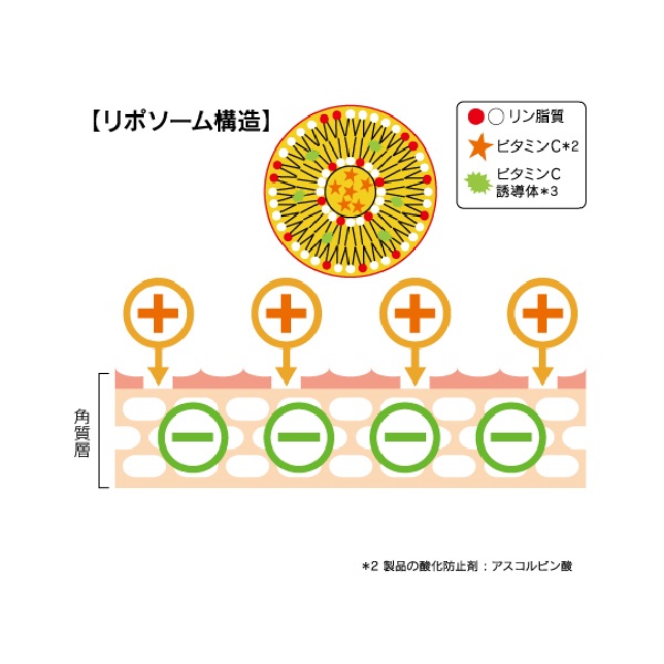 ミシャ ビタシープラス 美容液 30mlは、リポソーム構造により、有用成分を効果的に肌に届けます。