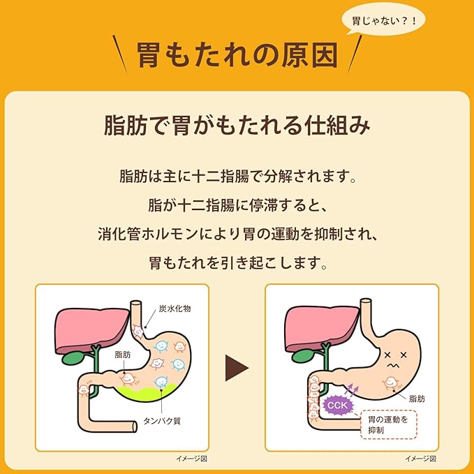 脂肪で胃がもたれる仕組み